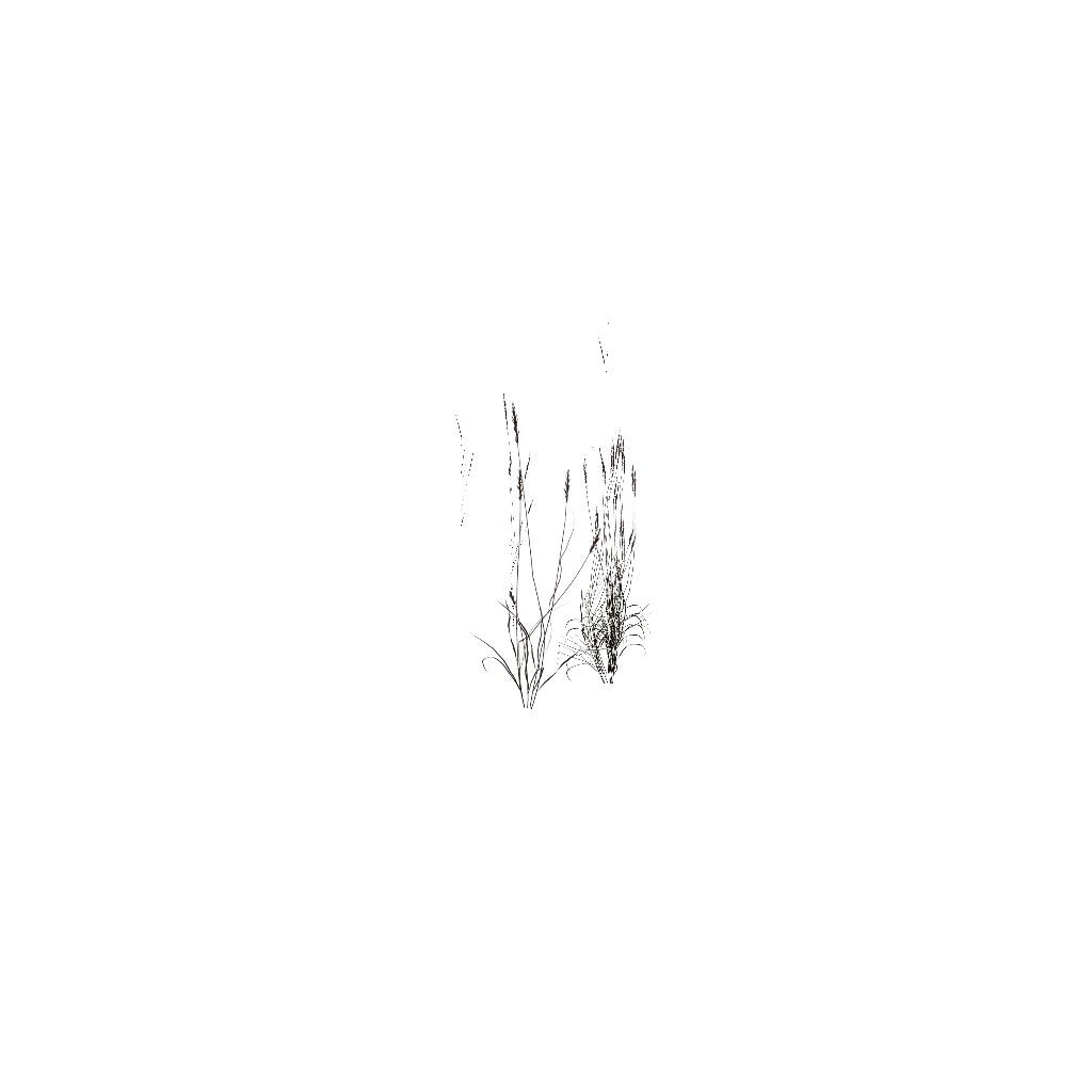 Turntable preview of c_Anthoxanthum.p3d