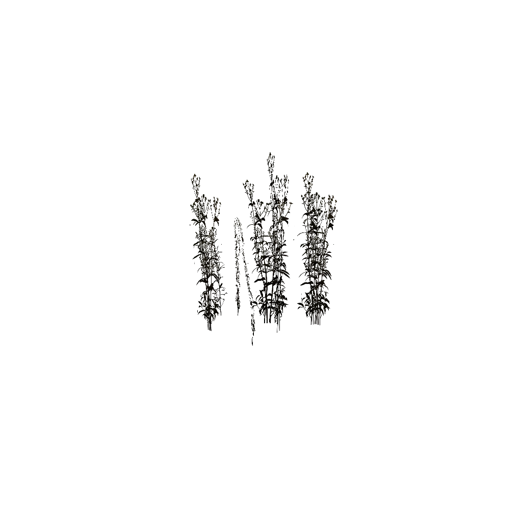 Turntable preview of c_Hypericum.p3d