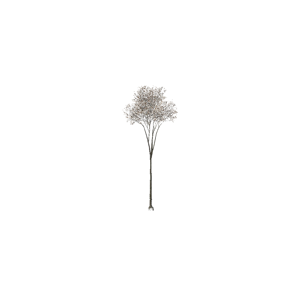 Turntable preview of t_FagusSylvatica_2f.p3d