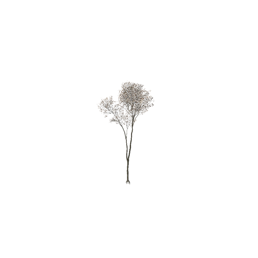 Turntable preview of t_FagusSylvatica_2fb.p3d