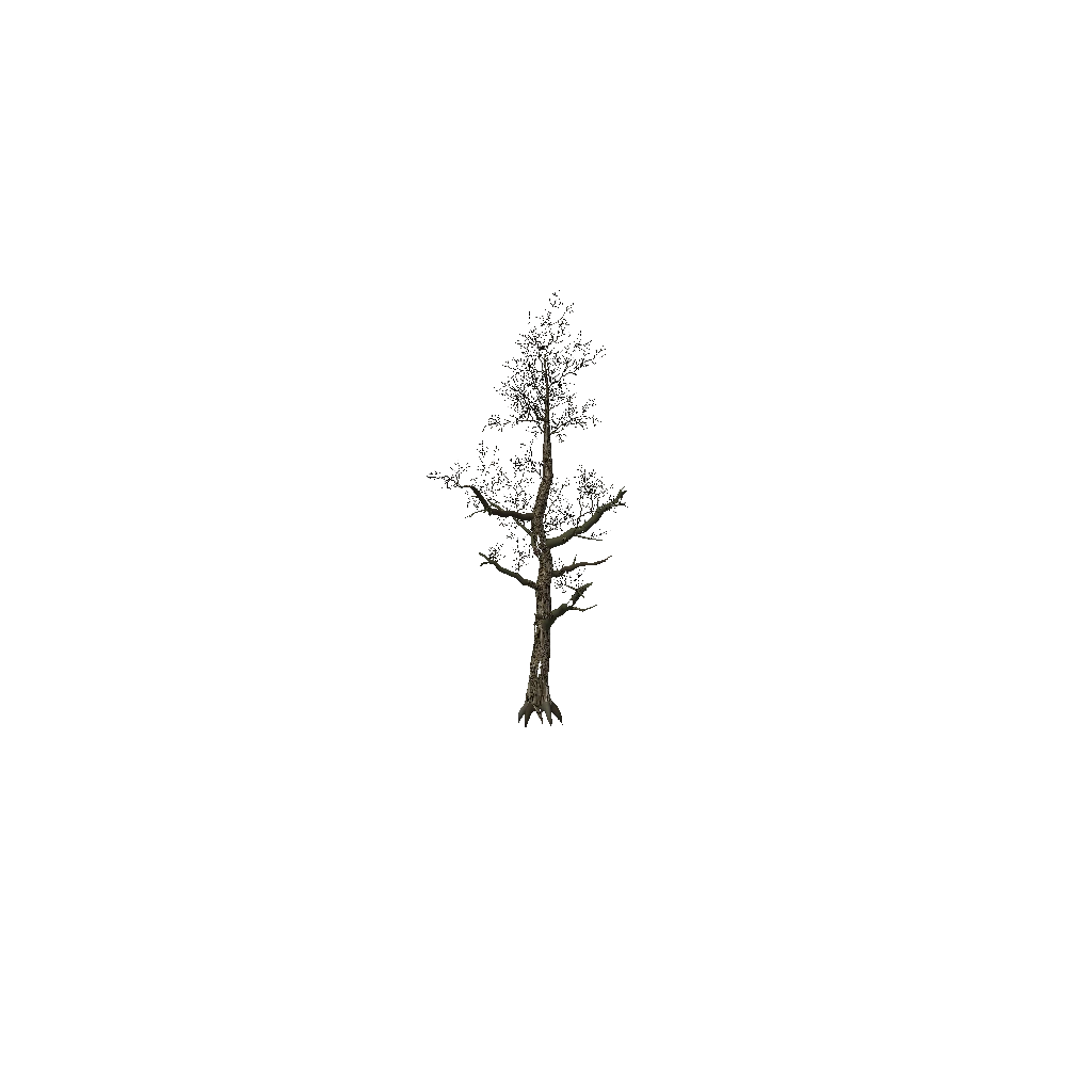 Turntable preview of t_quercusRobur_3d.p3d